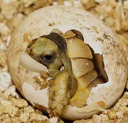 pui de Testudo graeca